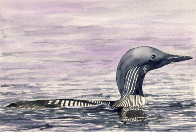 Black Throated Diver