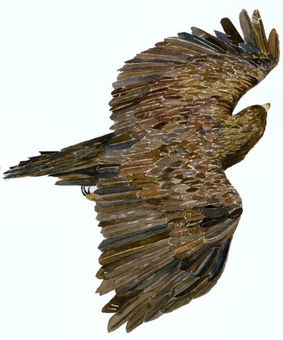 Golden Eagle