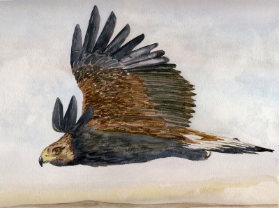 Golden Eagle