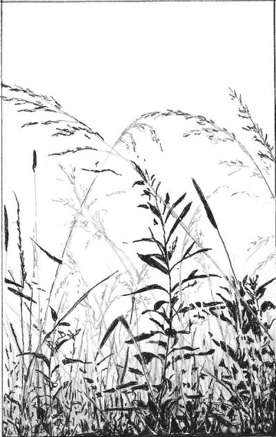 Some grasses