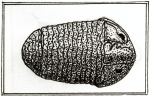 A trilobite!