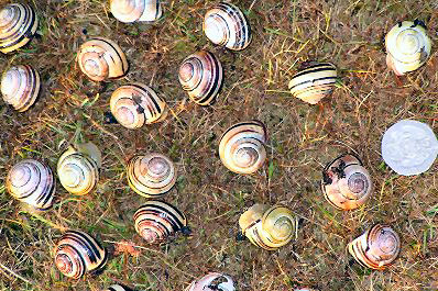21 Cepea nemoralis individuals showing a wide range of shell polymorphisms