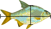 fish measures